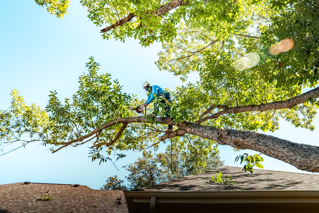 A tree climber trimming a live oak tree in Austin, TX. https://www.treescouts.com/